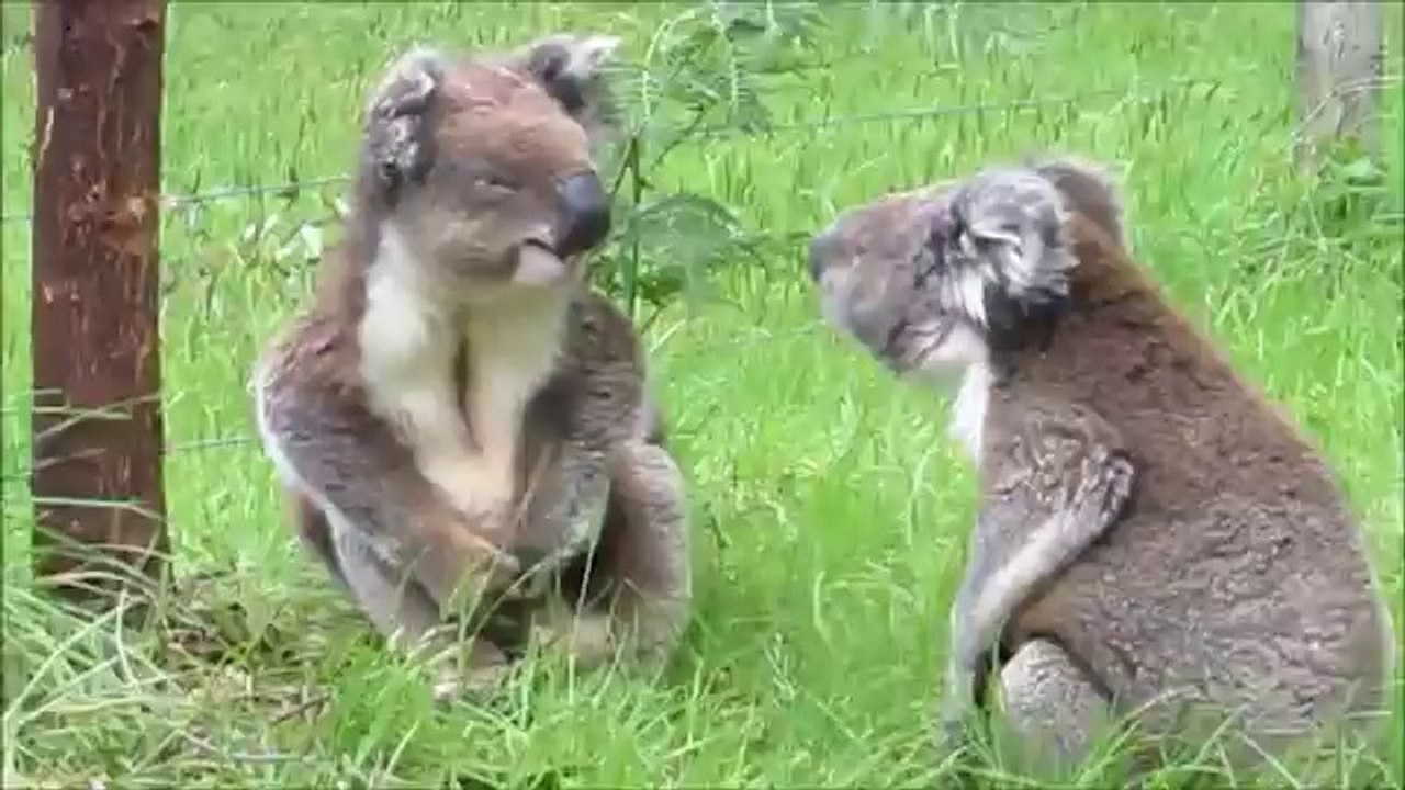 Avez-vous déjà vu : deux koalas qui se battent ?