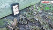 Kurbağalar Videodaki Solucanı Gerçek Sandı