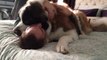 Giant dog = Giant Hug - Huge Saint Bernard Is Adorably Needy
