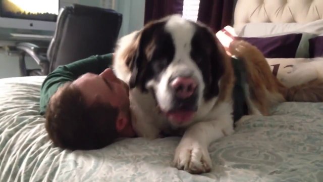 Gros chien = Gros câlin - Un saint bernard plutôt collant!