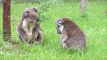 Combat de Koalas! Trop mignon...