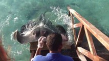 Hungry Stingray jumps out of water to catch food!