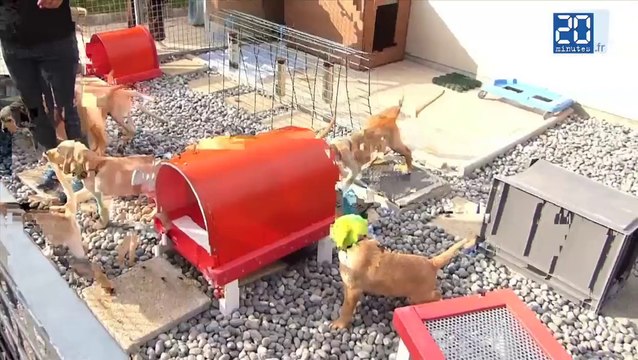 À l'école des chiens guides d'aveugles