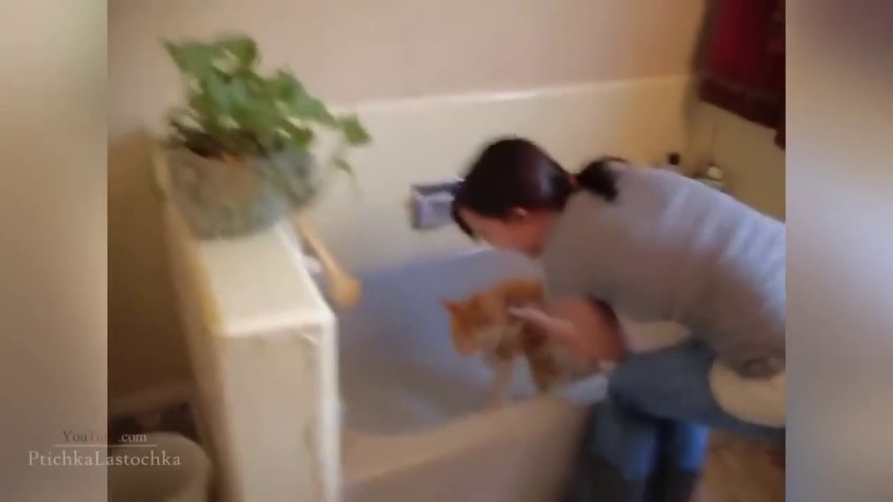 Funny Cats In Water Compilation 2014