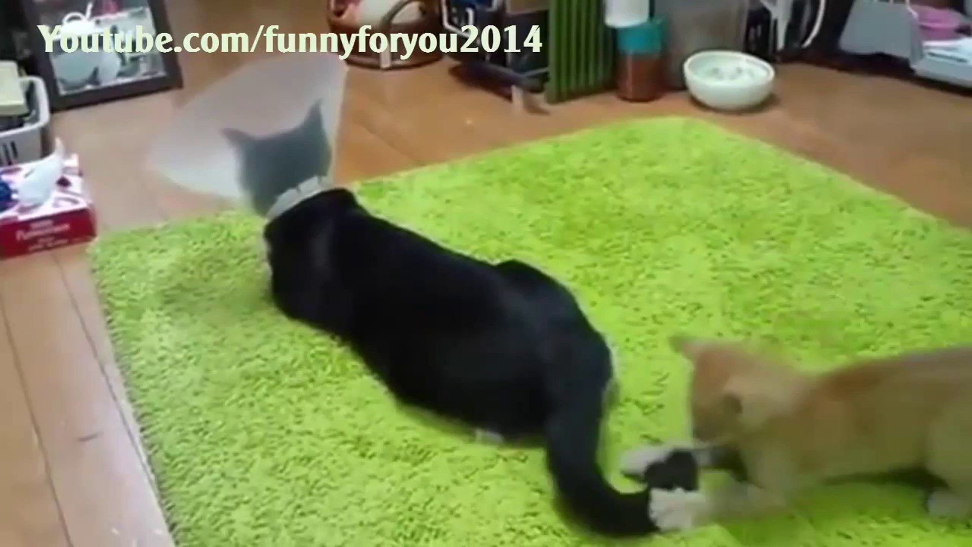 Funny videos - Funny videos cats 2014 - Funny Cats 2014 - Funny animals - funny dogs - funny pranks