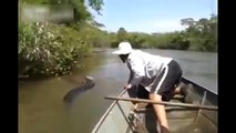WATCH_ Brazilian Men Find Giant Snake In River _ Giant Yellow Anaconda _ Biggest Anaconda Ever Found