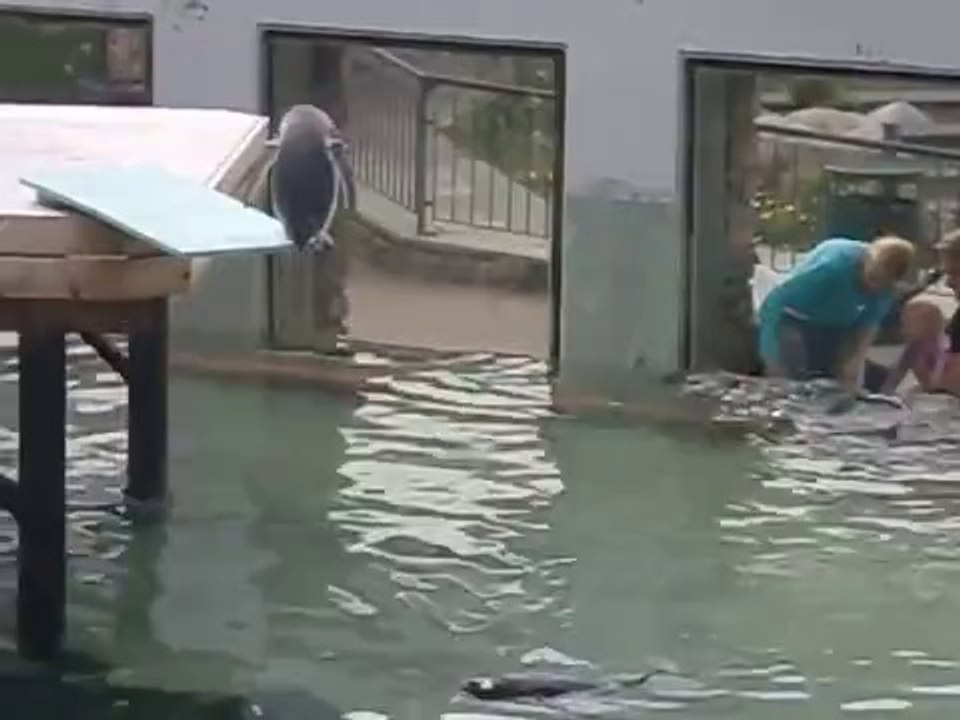 Havuza Atlayamayan Acemi Penguen