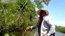 Brazilian Men Find Giant Snake In River | Giant Yellow Anaconda | Biggest Anaconda Ever Found
