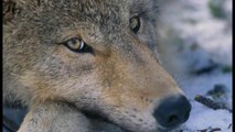 Ecologistas denuncia muerte a tiros de 4 cachorros de lobo en Asturias