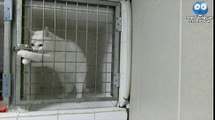 Telecamera nascosta riprende un gatto che sfoggia le sue doti da fuggitivo