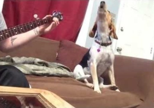 Dog Sings Along With Banjo