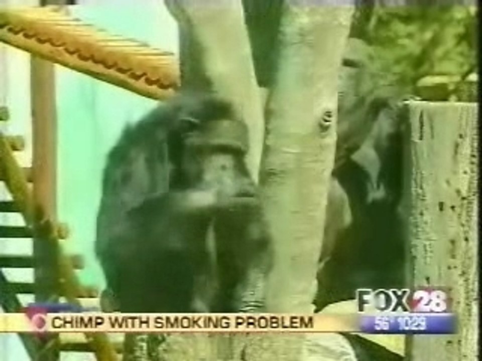 Singe fumeur