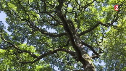 Un chêne vert de plus de 500 ans élu plus bel arbre de France