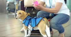 Un chien rapporte les objets perdus dans les avions à leur propriétaire