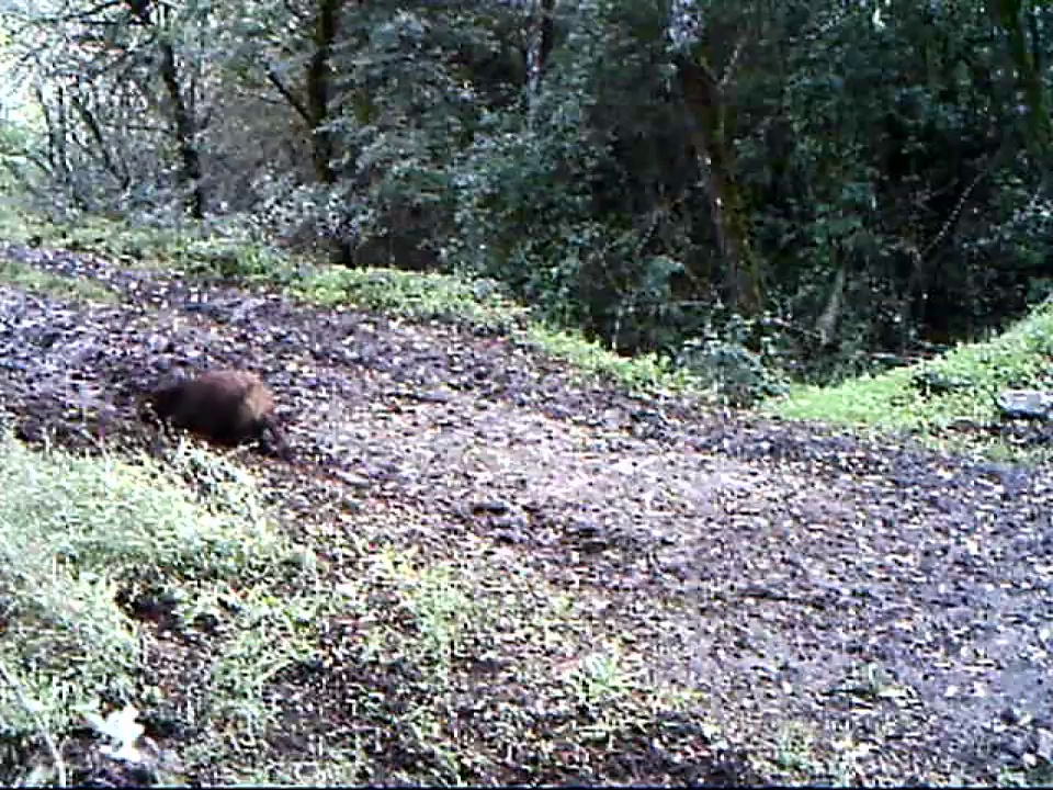 Video Cinghiali sulla Murgia ripresi con videocamera nascosta