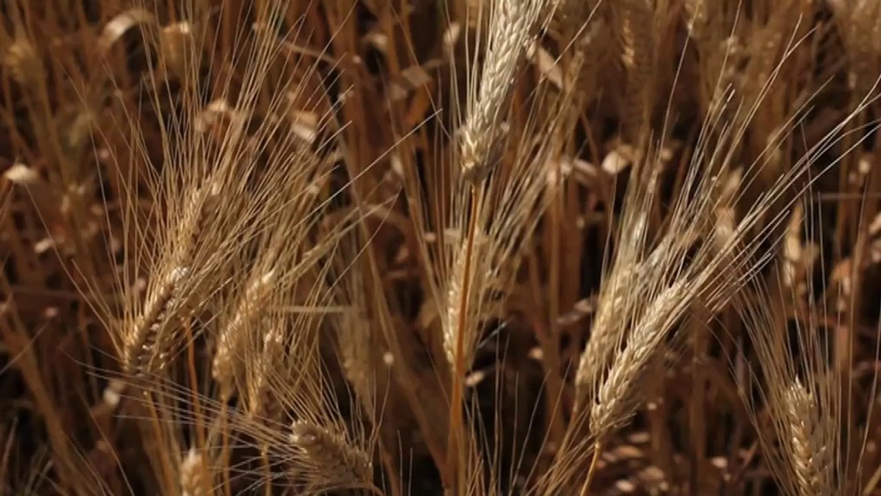 A TOUT DE BOUT DE CHAMPS ! La qualité au cœur de la filière céréalière