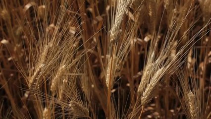 A TOUT DE BOUT DE CHAMPS ! La qualité au cœur de la filière céréalière