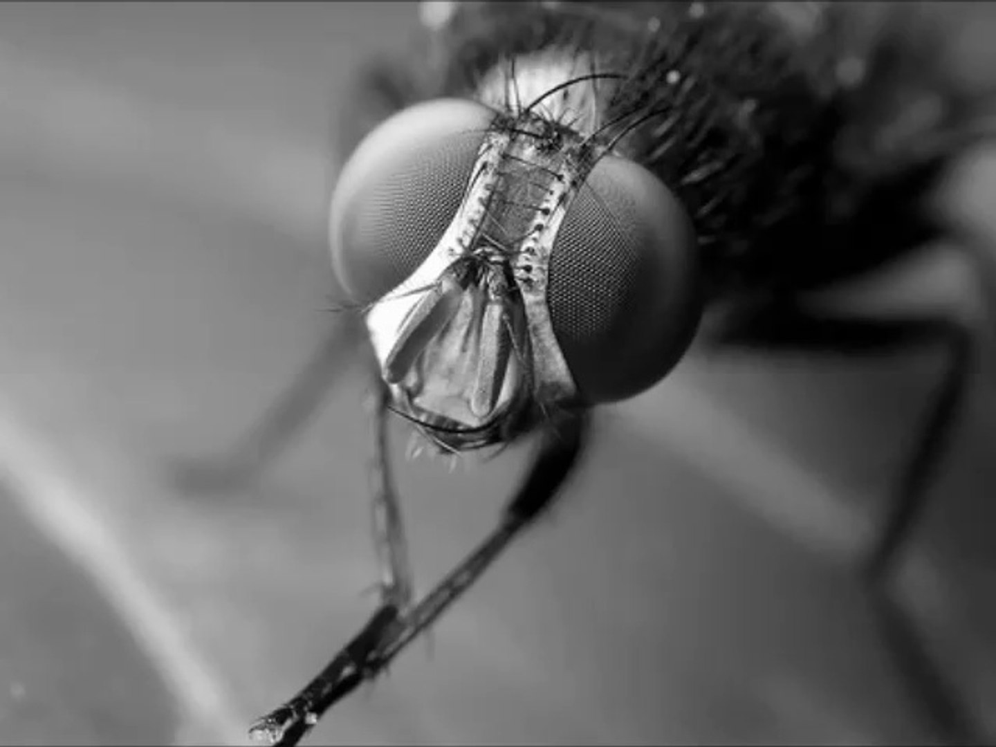 ⁣Experience Of Nation - A3/ Animal Instincts
