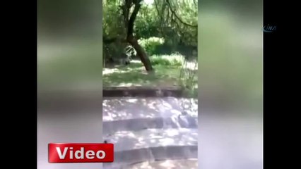 Vahşi beyaz kaplan Hintli genci böyle öldürdü -KonyaMesaj.com