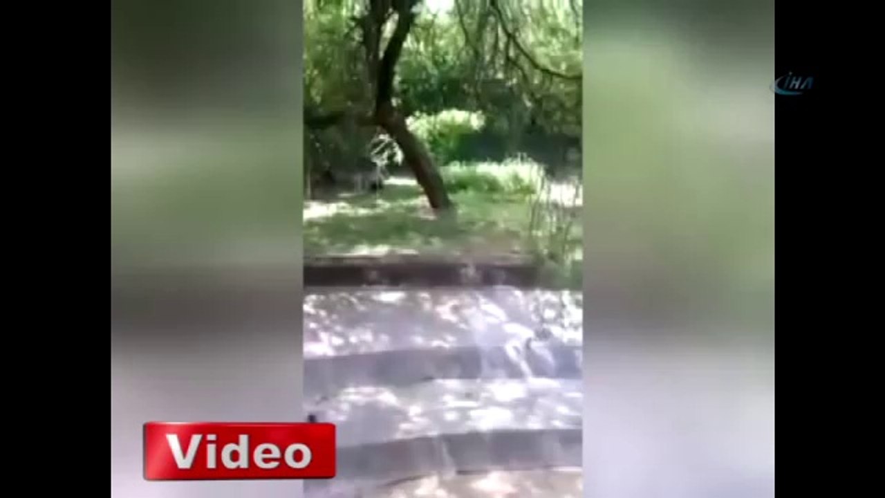 Vahşi beyaz kaplan Hintli genci böyle öldürdü -KonyaMesaj.com