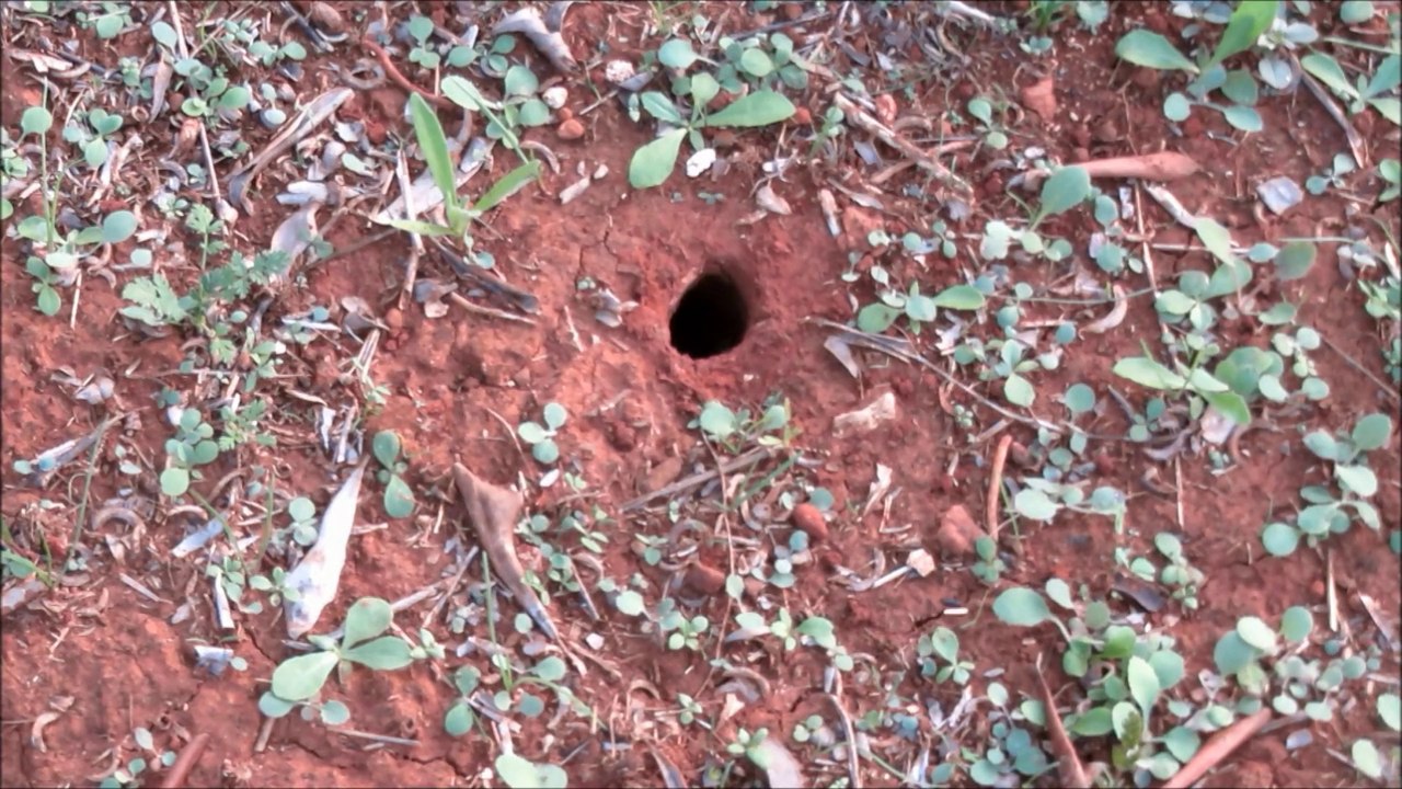 vespe germaniche  nel salento