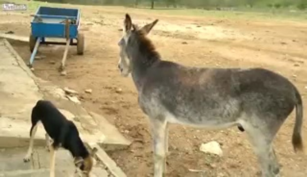 Eşeğin Köpekten İntikamı Kötü Oldu