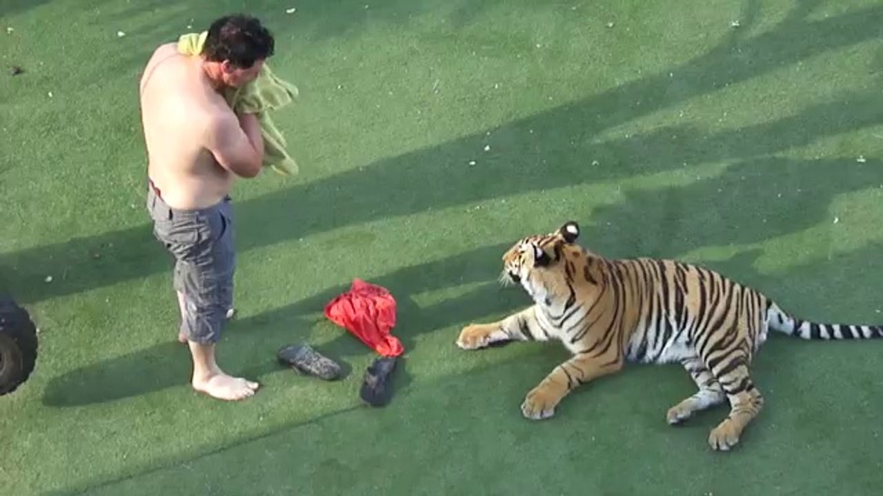 Man fights a Tger