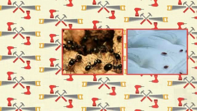 Fort Worth Pest Control