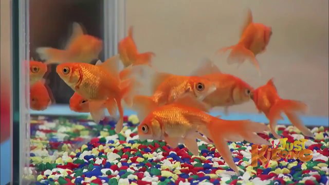 Flying Fish Magic Trick - Just Kidding