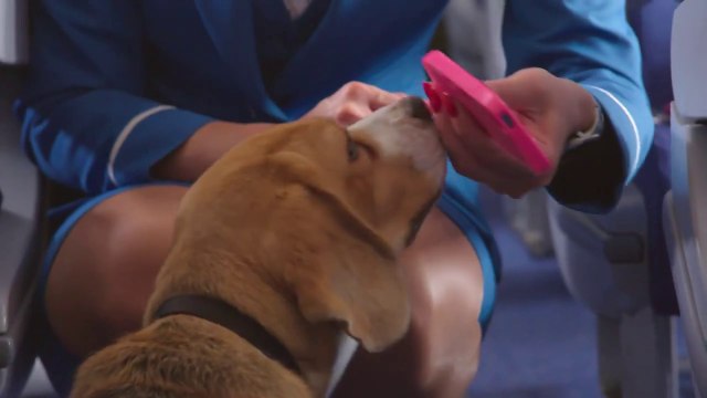 Un chien travaille pour la compagnie aérienne KLM, service objets trouvés!