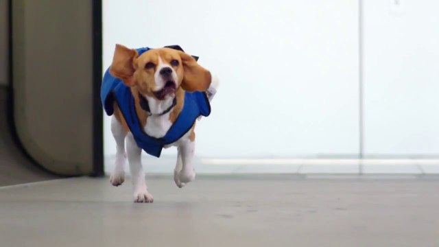 Adorable Dog Works For Airline KLM’s Lost & Found