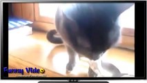 Funny Videos_ Funny Cats Compilation - Funny Animal Videos - Funny Cat Videos Ever - Funny Animals