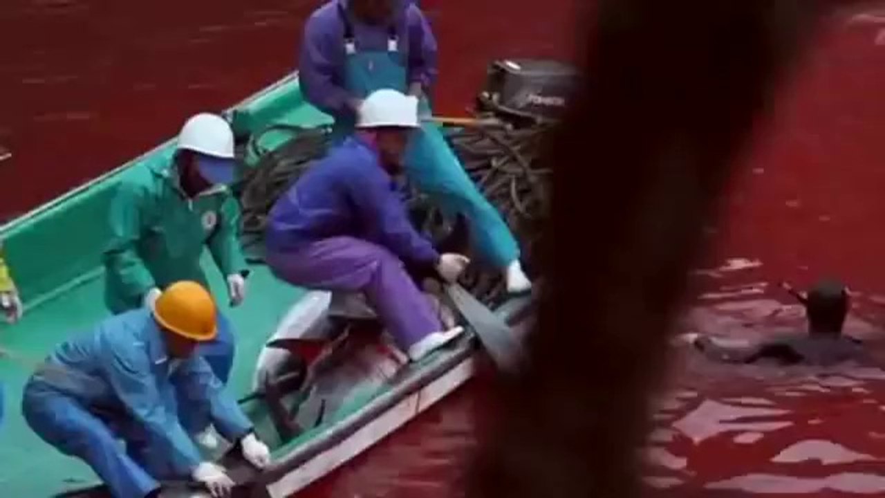Annual Slaughter of Dolphins in Japan