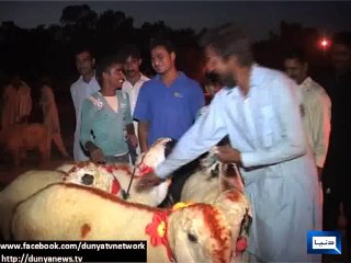 Dunya News - Animals for sale at a cattle market in outskirts of Faisalabad