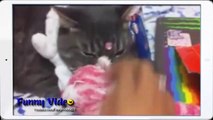 Funny Videos_ Funny dogs - Funny Cat - Funny Cats Compilation - Funny Animal Videos 2014