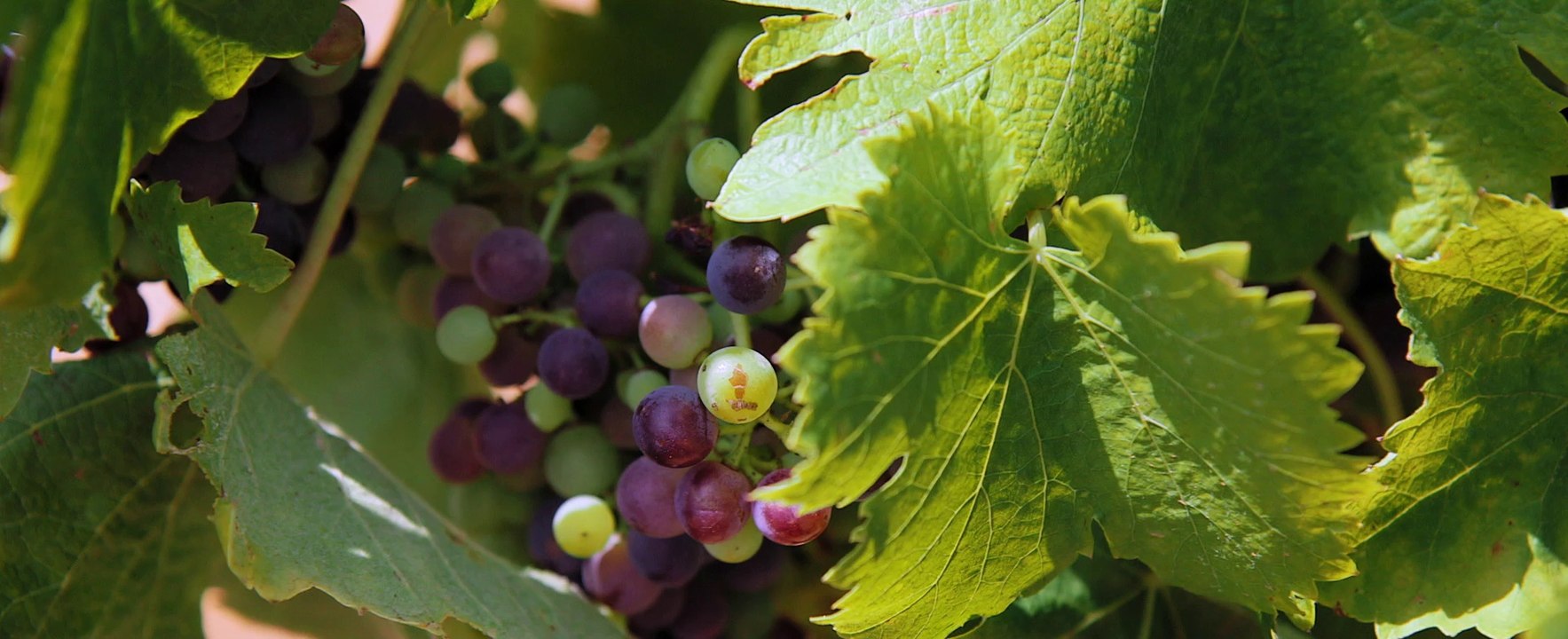 Mas Belles Eaux : élaboration de grands vins du Languedoc