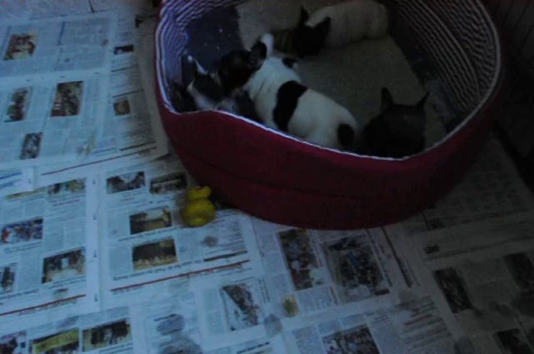 Les bébés de la CH Golden du Bois de Faitin et du CH Filibert de la Vallée de l'Iroise