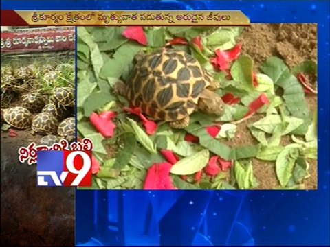 Endangered star tortoises neglected in Sri Kurma temple