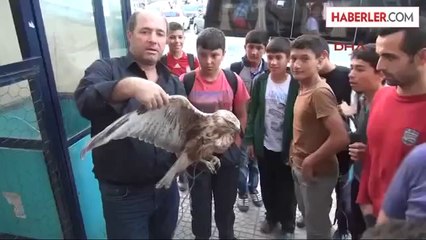 Yaralı Kızıl Şahin Koruma Altına Alındı