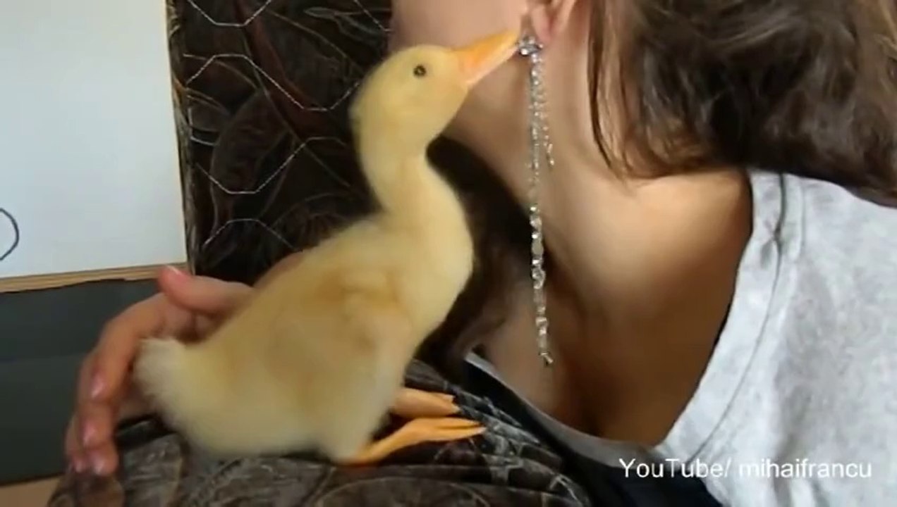 Un mignon petit canard