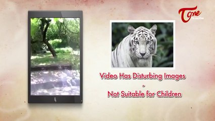 Camera footage : White tiger kills Student (Inside Delhi Zoo)