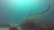 Unassuming Manta Rays Put on a Show for Diver