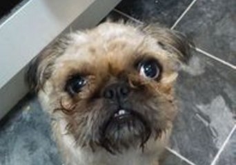 Attentive Pug Tilts Head for a Walk