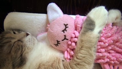 Les chats aussi ont leur doudou