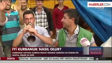 1.2 Tonluk Tosun 25 Bin Liraya Satılıyor