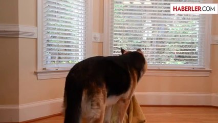 Eve Alınan Yeni Köpeği Özgür Bırakan Diğer Köpek