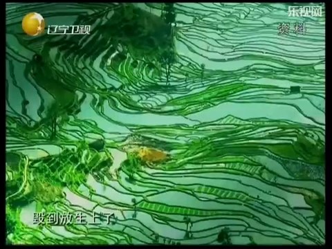 20140925 老梁观世界 放生变杀生