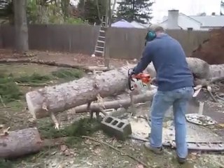 Yeter Artık Kesme Diyerek Ayaklanan Ağaç