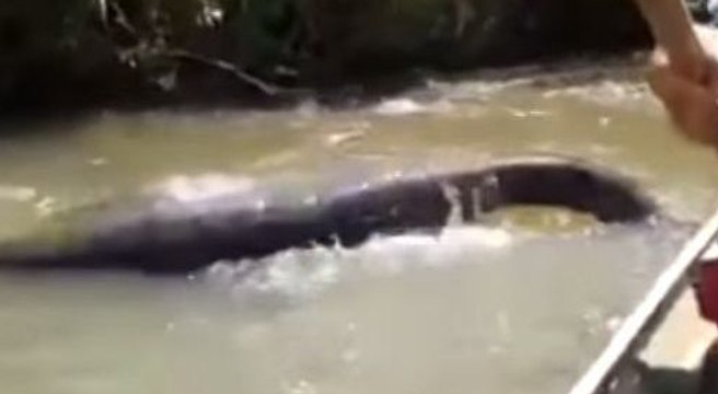 Brésil : le plus grand anaconda au monde - ZAPPING ACTU DU 25/09/2014