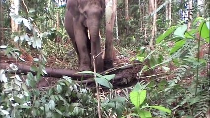 Patrouille à dos d’éléphants du WWF dans la province de Riau à Sumatra